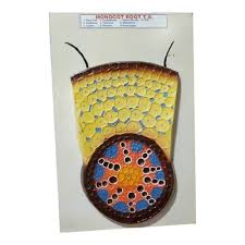 Monocot Root TS Model On Board